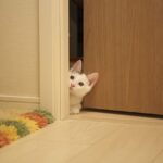 macska a lakásban